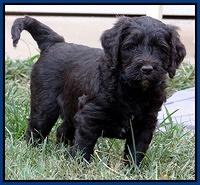 Paris Gus pups 5 wks old 11