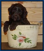 Paris Gus pups 5 wks old 21