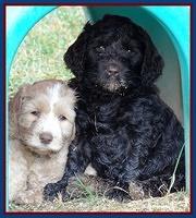 Paris Gus pups 6 wks old 112