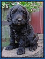 Paris Gus pups 6 wks old 23