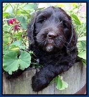 Paris Gus pups 6 wks old 33
