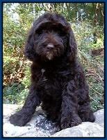 Paris Gus pups 8 wks old #8 004