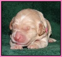 Paris Gus pups 1 wk old 020