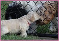 Paris Gus pups 5 wks old 141