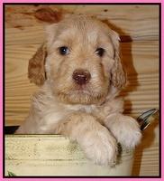 Paris Gus pups 5 wks old 61