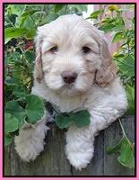 Paris Gus pups 6 wks old 43