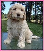 Paris Gus pups 7 wks old 61