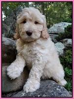 Paris Gus pups 8 wks old #4 006