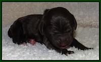 Paris Gus pups 1 day old 020