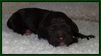 Paris Gus pups 1 day old 021