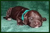Paris Gus pups 1 wk old 027
