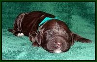 Paris Gus pups 1 wk old 030