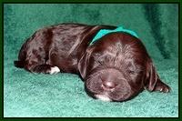 Paris Gus pups 1 wk old 031