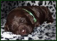 Paris Gus pups 2 wks old 057