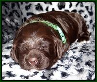 Paris Gus pups 2 wks old 058