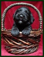 Paris Gus pups 3 wks old 070