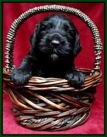 Paris Gus pups 3 wks old 076