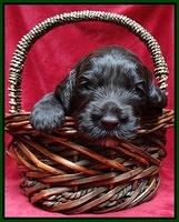 Paris Gus pups 3 wks old 081