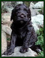 Paris Gus pups 4 wks old 021