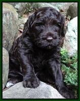 Paris Gus pups 4 wks old 029