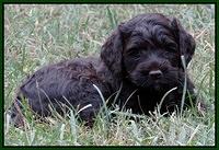 Paris Gus pups 5 wks old 161