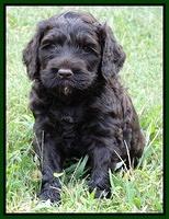 Paris Gus pups 5 wks old 191
