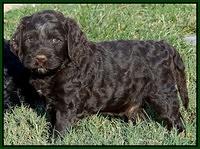 Paris Gus pups 5 wks old 211