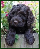 Paris Gus pups 6 wks old 83