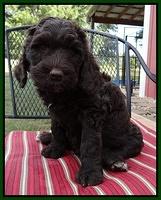 Paris Gus pups 7 wks old 91
