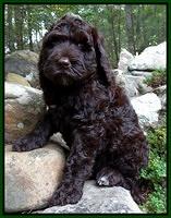 Paris Gus pups 8 wks old #7 005