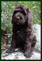 Paris Gus pups 8 wks old #7 018