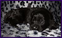 Paris Gus pups 2 wks old 073