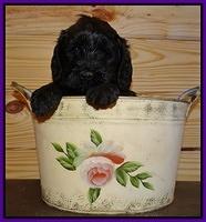 Paris Gus pups 5 wks old 251