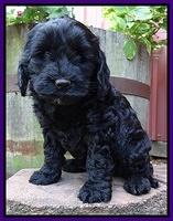 Paris Gus pups 6 wks old 123