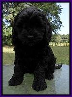 Paris Gus pups 7 wks old 101