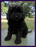 Paris Gus pups 7 wks old 111