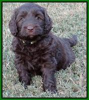 Paris Gus pups 6 wks old 52