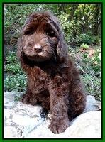 Paris Gus pups 8 wks old 11