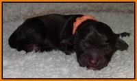 Paris Gus pups 1 day old 044