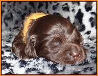 Paris Gus pups 2 wks old 095