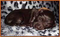 Paris Gus pups 2 wks old 100