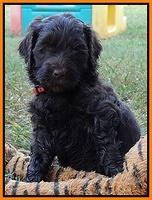 Paris Gus pups 5 wks old 411