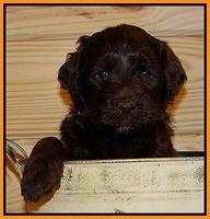 Paris Gus pups 5 wks old 421