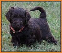 Paris Gus pups 5 wks old 431