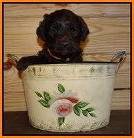 Paris Gus pups 5 wks old 441