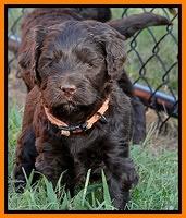 Paris Gus pups 5 wks old 451