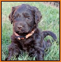 Paris Gus pups 5 wks old 471