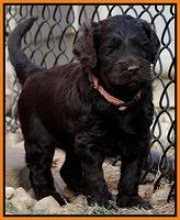 Paris Gus pups 5 wks old 491