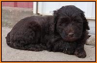 Paris Gus pups 6 wks old 122