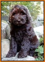 Paris Gus pups 8 wks old 61